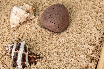  snails, rocks next to a starfish in sand and water