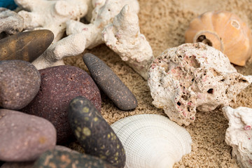  snails, rocks next to a starfish in sand and water