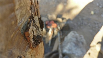 ant on a leaf