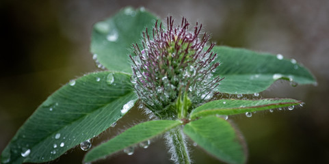 Raindrops keep falling