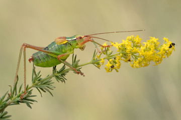 Tailed bush cricket Barbitistes constrictus in Czech Republic