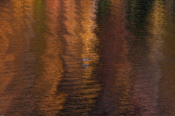 Reflective Fall Colors
