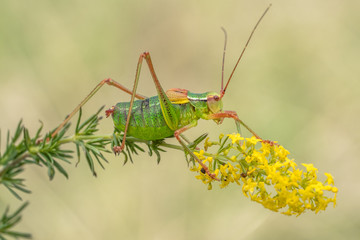Tailed bush cricket Barbitistes constrictus in Czech Republic