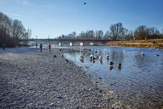 Munich, Germany - Dec 29, 2019: Birds swimming in Isar, Flaucher district
