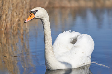 Obraz premium The white mute swan Cygnus olor in Czech Republic