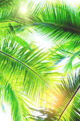 Naklejka na ściany i meble Green palm trees at sunny day on white background. Vintage natural pattern. Retro summer beach tropical design. Travel background. Tropical island exotic flora. Aloha Hawaii. Miami paradise. Caribbean