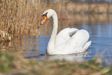 The white mute swan Cygnus olor in Czech Republic