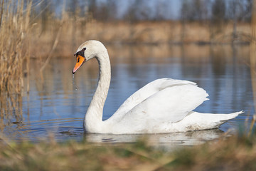 The white mute swan Cygnus olor in Czech Republic