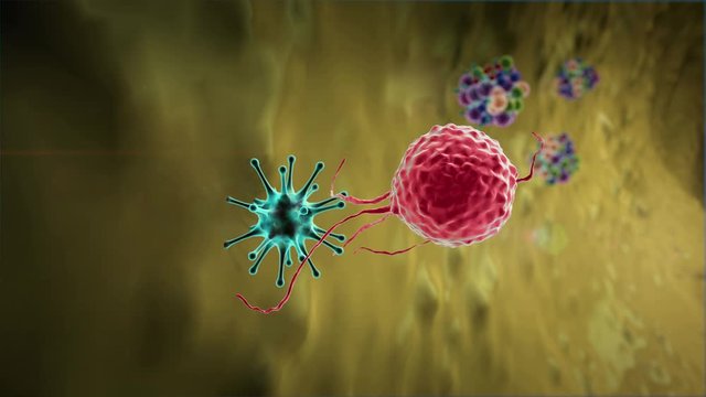 Phagocyte and virus, lymphocyte kills viruses, inside the human body, medical 3D graphics, lymphocyte, Lymphocytes, lymphocyte generates antibodies, lymphocytes against viruses