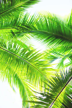 Green palm trees at sunny day on white background. Vintage natural pattern. Retro summer beach tropical design. Travel background. Tropical island exotic flora. Aloha Hawaii. Miami paradise. Caribbean