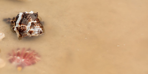  snails, rocks next to a starfish in sand and water
