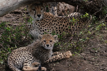 Naklejka na ściany i meble Gepardfamilie in Serengeti