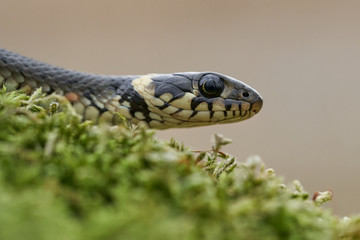 The Grass snake Natrix natrix in Czech Republic