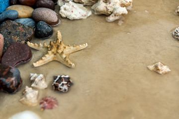 Fototapeta na wymiar snails, rocks next to a starfish in sand and water