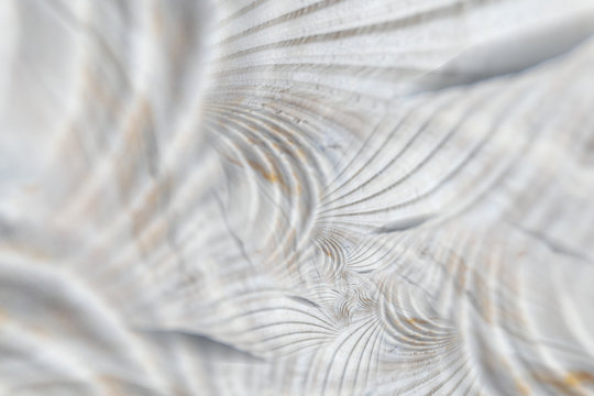 Shell structure and spirals, digitally generated image