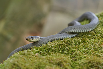 The Grass snake Natrix natrix in Czech Republic