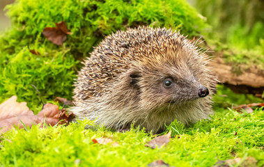 Hedgehog in garden  (Scientific name: Erinaceus Europaeus) wild, free roaming hedgehog, taken from...