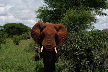 Naklejka na ściany i meble Elefant in Serengeti