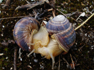 Two snails are on wet sand among the fallen twigs, fragments of shells,green plants. Captured close-up in kiss on blurred background. Selective focus. Suitable for calendars,covers,wildlife 