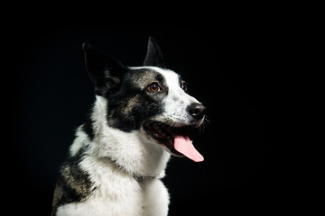 portrait of a dog looking at a dark background