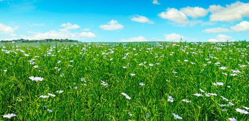 Fields with flowering flax and blue sky. Wide photo.