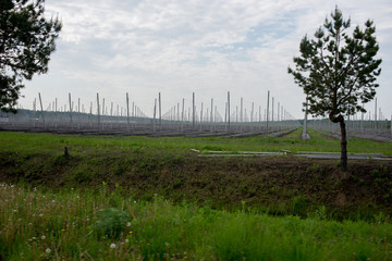 landscape design, ready-made young garden, farming, Ukraine