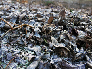 foglie a terra ricoperte di brina in inverno