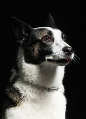 dog looks at a dark background