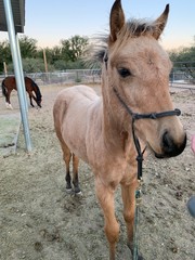 Fototapeta premium portrait of filly