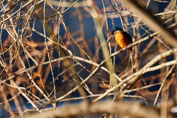 Eisvogel sitzt auf seinem Ast und hält Ausschau nach Beute