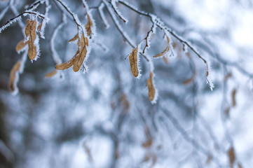 Frost on the tree branches. Natural background. Weather. Selective focus. copy space.