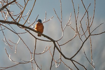 Eisvogel sitzt auf seinem Ast und hält Ausschau nach Beute