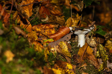 mushrooms in the forrest under autumn leaves