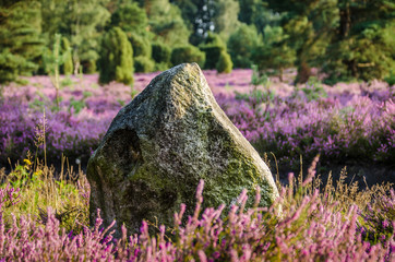 Findling in der Lüneburger Heide