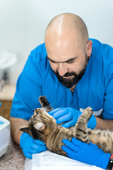 Professional doctors veterinarians perform ultrasound examination of the internal organs of a cat in a veterinary clinic