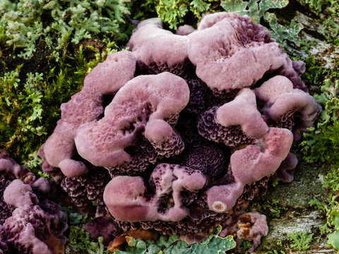 Silver-leaf fungus (Chondrostereum purpureum) fruiting body growing on dead birch wood. Vivid pink and purple colors of mushroom and interesting waved shape.