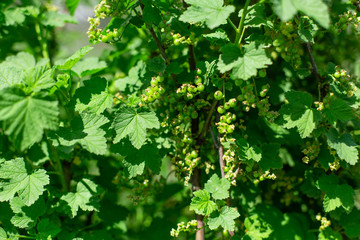 Fototapeta na wymiar Green unripe gooseberries on a bush in the garden