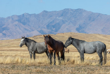 Wild Horses in Autumn in the Utah Desert