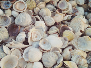shells on beach