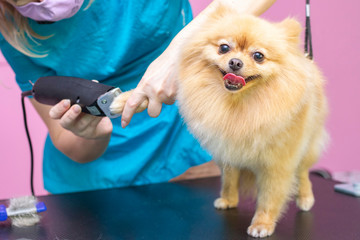 Dog gets hair cut at Pet Spa Grooming Salon. Closeup of Dog. cut the dog with a trimmer. groomer concept.