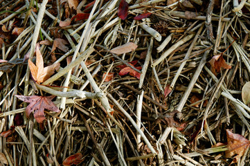 Reeds and fall leaves in a mosaic design for background