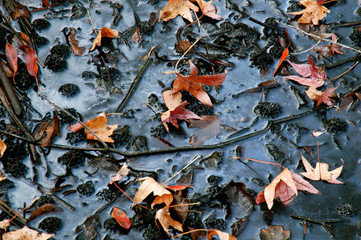 Fall leaves fallen into murky marsh water close-up