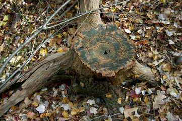 View from above of a tree stump featuring green pattern and fall leaves surrounding