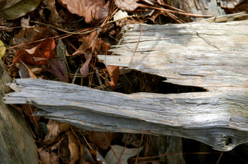 Close up of a weathered and bleached log piece surrounded by fall leaves