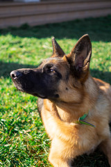 German Shepherd lying in the grass, cute, adorable and protector dog. Police dog. Warm Eyes.