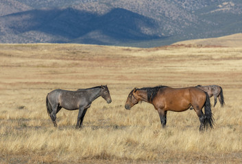 Wild Horses in Autumn in the Utah Desert