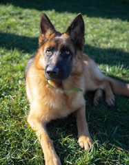 German Shepherd lying in the grass, cute, adorable and protector dog. Police dog. Warm Eyes.