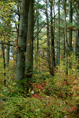 Fall woods on a trail mixed with pine trees