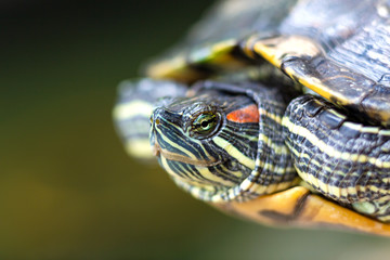 Fototapeta premium Red Eared Terrapin - Trachemys scripta elegans. Red eared slider turtle in the summer sunlight