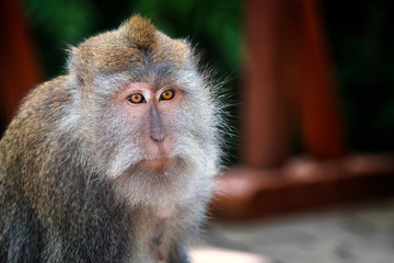 Close-up with macaque